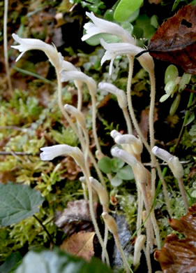 image of Aphyllon uniflorum, One-flowered Cancer-root, One-flowered Broomrape, Ghostpipe