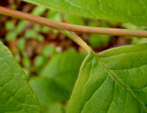 petiole