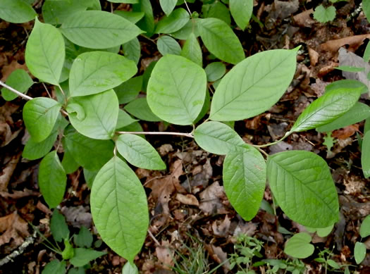 image of Stewartia ovata, Mountain Camellia, Mountain Stewartia