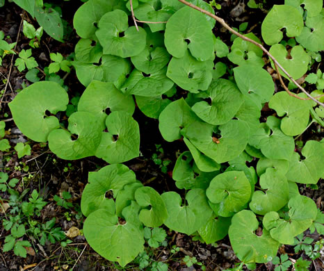 image of Asarum acuminatum, Acuminate Wild Ginger