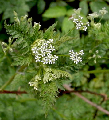 image of Anthriscus caucalis, Bur Chervil, Bur-parsley