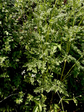 image of Anthriscus caucalis, Bur Chervil, Bur-parsley