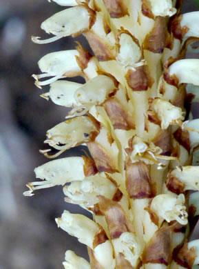 image of Conopholis americana, Squawroot, Bearcorn, Oakdrops