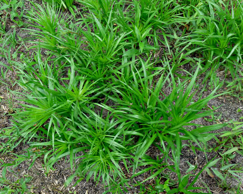 image of Liatris spicata, Dense Blazing-star, Mountain Blazing-star, Florist's Gayfeather, Dense Gayfeather