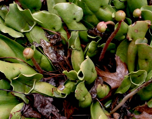 image of Sarracenia purpurea var. montana, Southern Appalachian Purple Pitcherplant