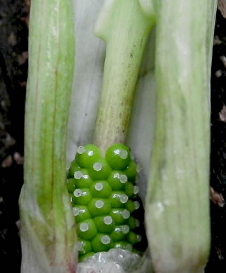 image of Arisaema triphyllum, Common Jack-in-the-Pulpit, Indian Turnip