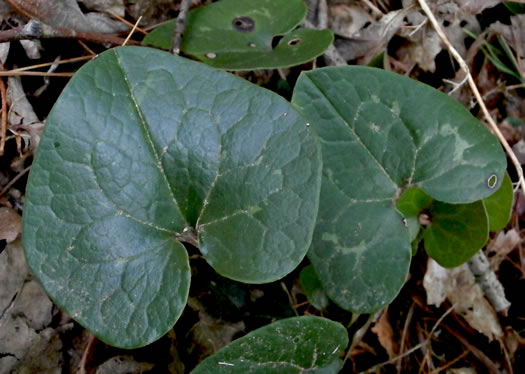 image of Hexastylis shuttleworthii, Large-flower Heartleaf, Wild Ginger