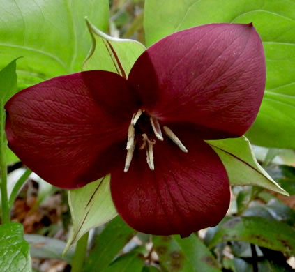 Trillium vaseyi, Vasey's Trillium, Sweet Trillium, Sweet Beth