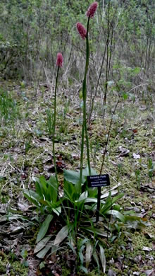 image of Helonias bullata, Swamp Pink