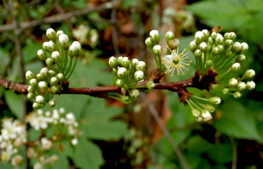 image of Prunus pensylvanica, Fire Cherry, Pin Cherry