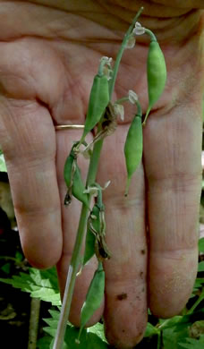 image of Dicentra canadensis, Squirrel Corn