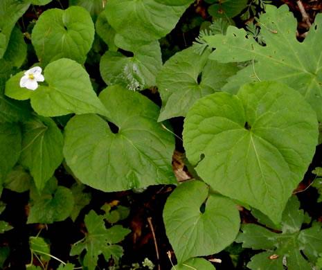 image of Viola canadensis, Canada Violet, Tall White Violet