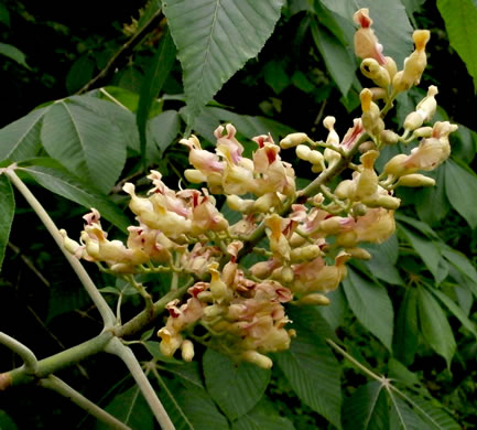 image of Aesculus flava, Yellow Buckeye