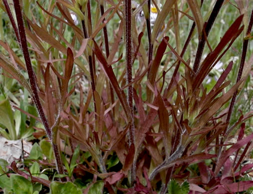 Eastern Indian Paintbrush