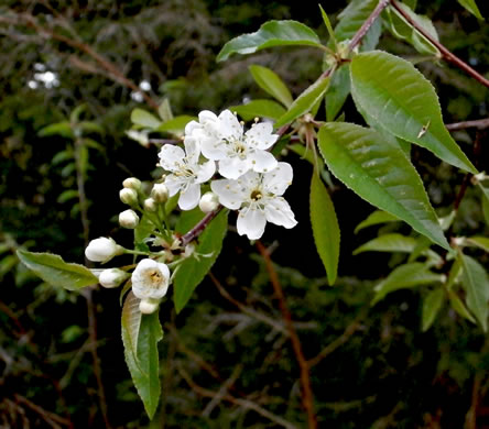 image of Prunus pensylvanica, Fire Cherry, Pin Cherry