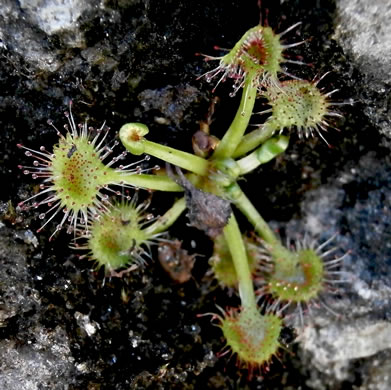 image of Drosera rotundifolia, Roundleaf Sundew