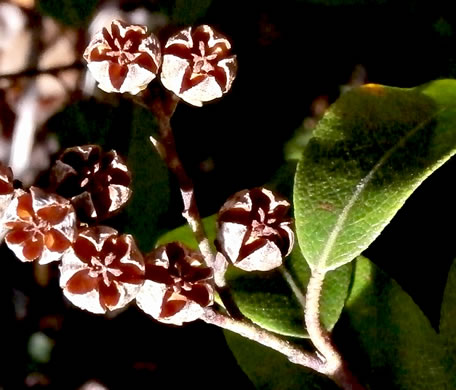 image of Pieris floribunda, Evergreen Mountain Fetterbush, Mountain Andromeda