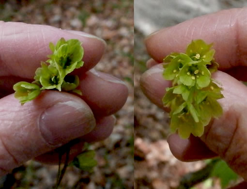 image of Acer pensylvanicum, Striped Maple, Moosewood