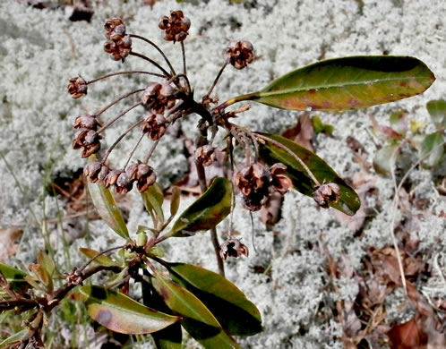 image of Kalmia latifolia, Mountain Laurel, Ivy, Calico-bush, Mountain Ivy