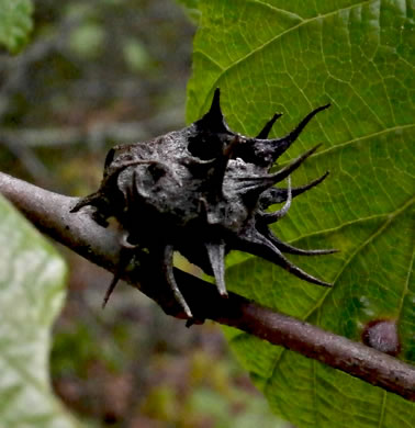 spines