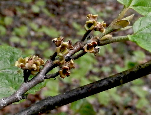 image of Hamamelis virginiana var. virginiana, Northern Witch-hazel