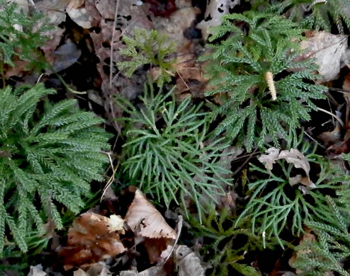 image of Dendrolycopodium obscurum, Flat-branched Tree-clubmoss, Common Ground-pine