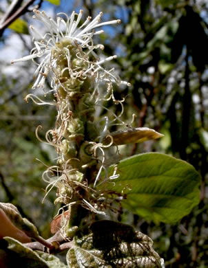 image of Fothergilla major, Large Witch-alder, Mountain Witch-alder, Fothergilla