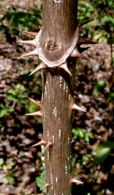 image of Aralia spinosa, Devil's Walkingstick, Hercules-club, Prickly Aralia, Prickly-ash