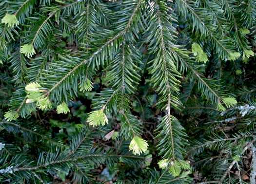 image of Abies nordmanniana, Nordmann Fir, Caucasian Fir