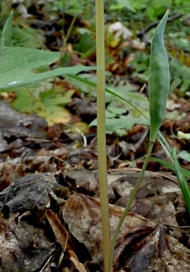 image of Sanguinaria canadensis, Bloodroot, Red Puccoon