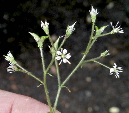 image of Micranthes micranthidifolia, Brook Lettuce, Mountain Lettuce, Branch Lettuce, Lettuceleaf Saxifrage