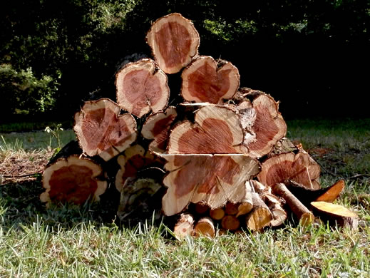 image of Juniperus virginiana, Eastern Red Cedar