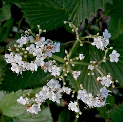 image of Viburnum recognitum, Smooth Arrowwood, Northern Arrowwood