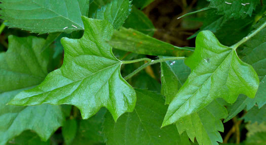 image of Nephroia carolina, Carolina Moonseed, Coralbeads, Carolina Snailseed, Red Moonseed