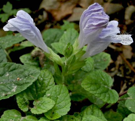 image of Meehania cordata, Meehania, Meehan's Mint