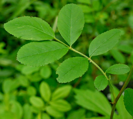 image of Rosa palustris, Swamp Rose