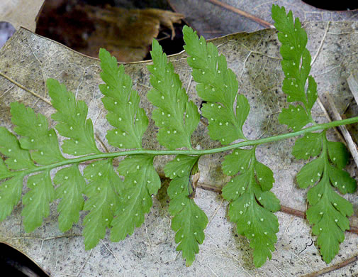 image of Cystopteris protrusa, Lowland Bladder Fern, Spreading Bladder Fern