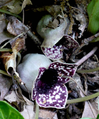 image of Hexastylis shuttleworthii, Large-flower Heartleaf, Wild Ginger