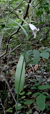 Appalachian Dragonhead Pogonia