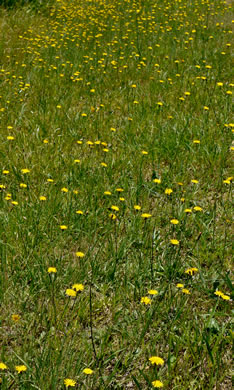 image of Hypochaeris radicata, Hairy Cat's-ear, Spotted Cat's-ear, Cat's Ear Dandelion