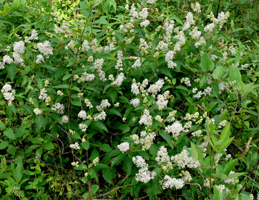 image of Ceanothus americanus var. americanus, Common New Jersey Tea, Redroot, Northeastern Ceanothus