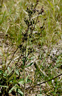 image of Penstemon australis, Downy Beardtongue, Sandhill Beardtongue, Southern Beardtongue, Southeastern Beardtongue