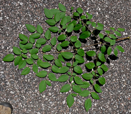 image of Aralia spinosa, Devil's Walkingstick, Hercules-club, Prickly Aralia, Prickly-ash