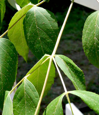 image of Aralia spinosa, Devil's Walkingstick, Hercules-club, Prickly Aralia, Prickly-ash