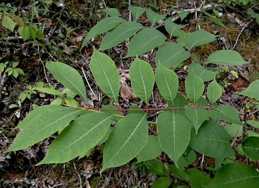 image of Toxicodendron vernix, Poison Sumac, Thunderwood