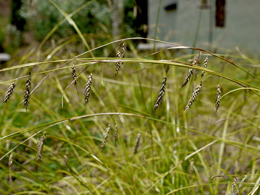 image of Carex cherokeensis, Cherokee Sedge, Wolftail Sedge