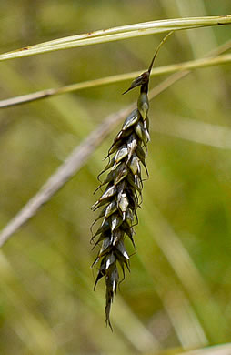 image of Carex cherokeensis, Cherokee Sedge, Wolftail Sedge