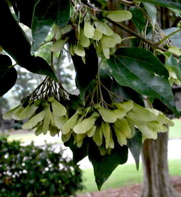 image of Acer buergerianum, Trident Maple