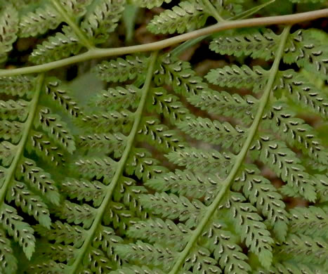 image of Athyrium asplenioides, Southern Lady Fern