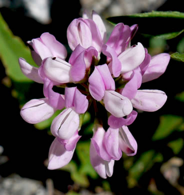 image of Securigera varia, Crown-vetch